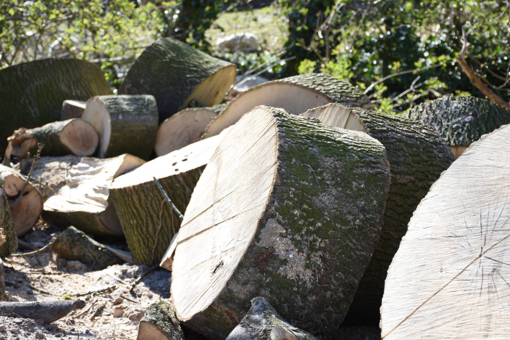 Bomen snoei